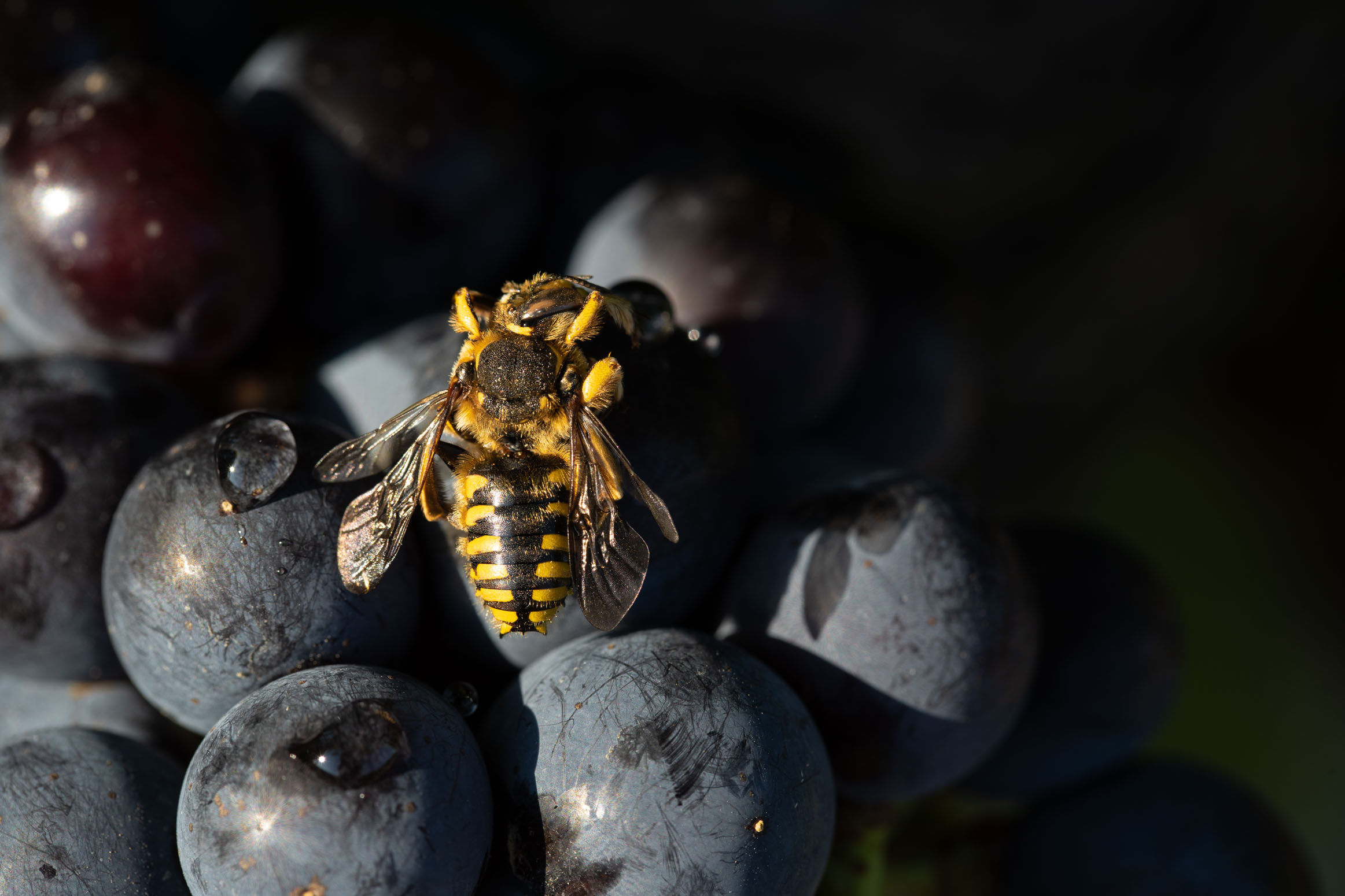 wine, still life, interior photography